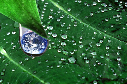 Yellow Shield environmental